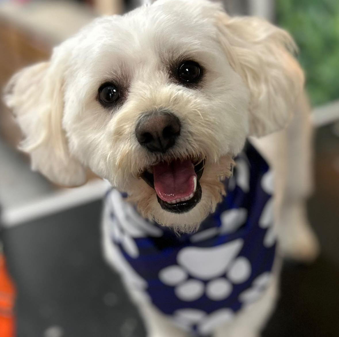 Happy groomed pet